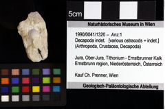 Foto (Objket + Etiketten) von Decapoda indet. 